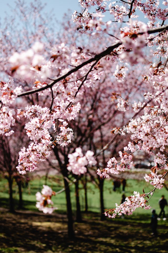 landscape photo of sakura blooms